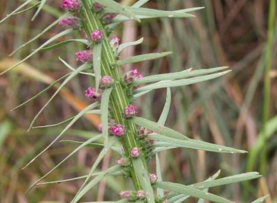Liatris spicata (L.) Willd. (marsh blazing star), flower buds