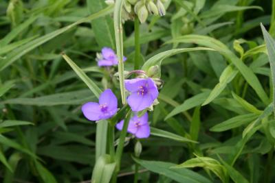 Tradescantia virginiana L. (spiderwort), flowers 