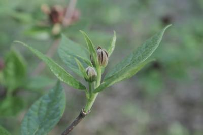 Calycanthus floridus (Carolina-allspice), bud, flower