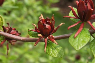 Calycanthus floridus (Carolina-allspice), flower, full