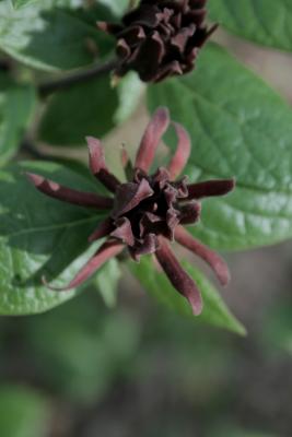 Calycanthus floridus (Carolina-allspice), flower, throat