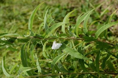 Calystegia sepium (Hedge Bindweed), habit, summer