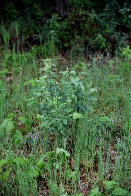 Caragana arborescens (Siberian Pea-shrub), habit, young