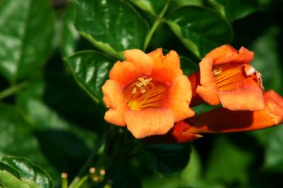 Campsis radicans (Trumpet Vine), flower, throat