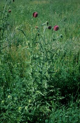 Carduus nutans (Musk Thistle), habitat, habit, summer