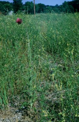 Carduus nutans (Musk Thistle), habitat, habit, summer
