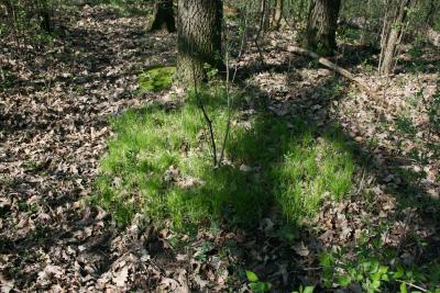 Carex pensylvanica (Common Oak Sedge), habitat