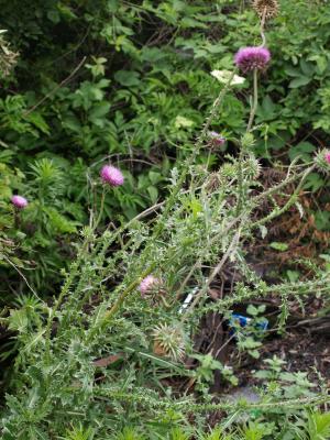 Carduus nutans (Musk Thistle), habit, summer