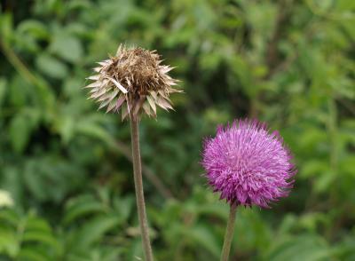 Carduus nutans (Musk Thistle), inflorescence, infructescence
