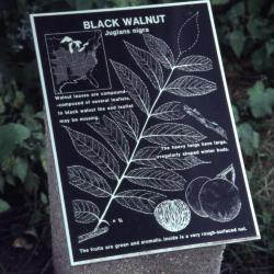 Juglans nigra (black walnut), interpretation sign