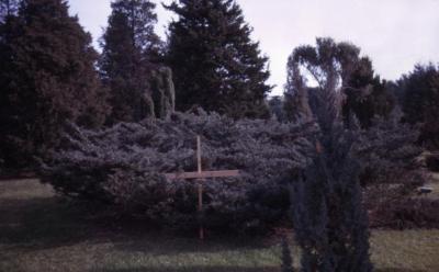 Juniperus virginiana ‘Reptans’ (eastern red-cedar), grafted shrub with wooden marker
