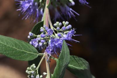 Caryopteris ×clandonensis 'Blue Mist' (Blue Mist Bluebeard), flower, full