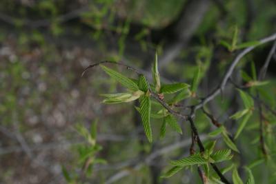 Carpinus caroliniana subsp. virginiana (American Hornbeam), leaf, spring