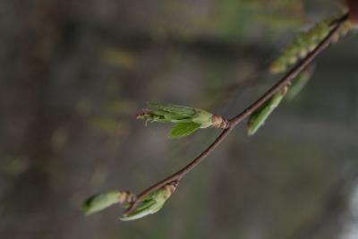Carpinus caroliniana subsp. virginiana (American Hornbeam), inflorescence, pistillate