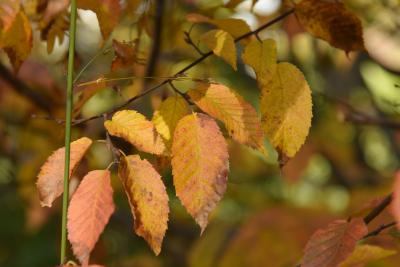 Carpinus caroliniana subsp. virginiana (American Hornbeam), leaf, fall