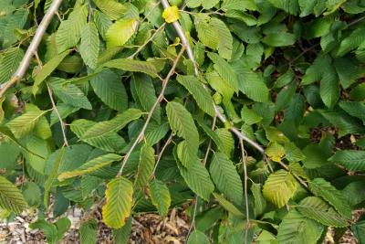 Carpinus (Hornbeam), leaf, summer