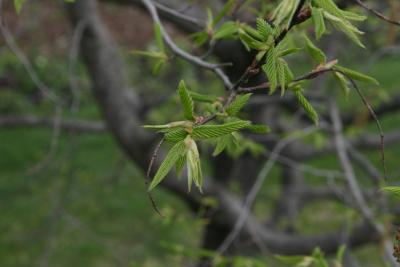 Carpinus caroliniana subsp. virginiana (American Hornbeam), leaf, spring
