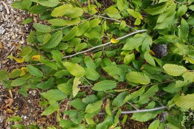 Carpinus (Hornbeam), leaf, summer