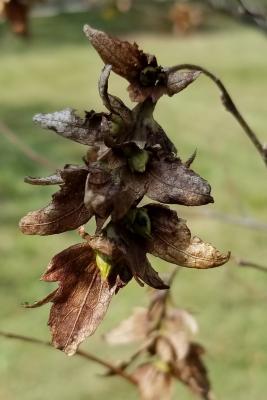 Carpinus caroliniana subsp. virginiana (American Hornbeam), fruit, mature