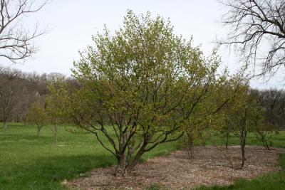 Carpinus cordata (Heart-leaved Hornbeam), habit, spring