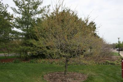 Carpinus caroliniana subsp. virginiana (American Hornbeam), habit, spring