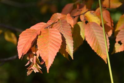 Carpinus caroliniana subsp. virginiana (American Hornbeam), leaf, fall