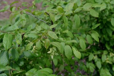 Carpinus caroliniana 'J.N.Upright', FIRESPIRE (FIRESPIRE™ American Hornbeam), leaf, summer