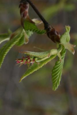 Carpinus caroliniana subsp. virginiana (American Hornbeam), flower, pistillate
