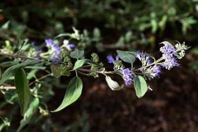 Caryopteris ×clandonensis 'Blue Mist' (Blue Mist Bluebeard), inflorescence