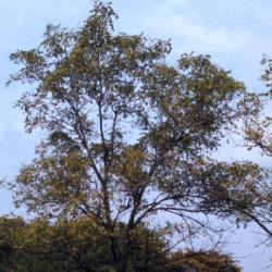Juglans nigra (black walnut), fall