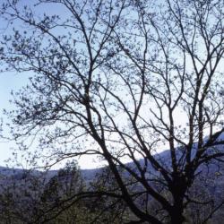 Juglans nigra (black walnut), spring