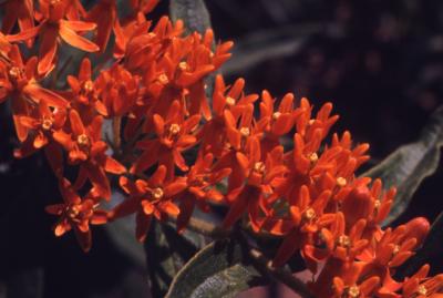 Asclepias tuberosa L. (butterfly weed), close-up of flowers