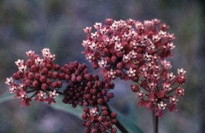 Asclepias syriaca (common milkweed), close-up of umbels with flowers and buds