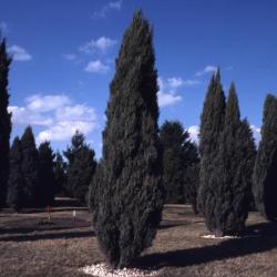 Juniperus scopulorum ‘Skyrocket’ (Skyrocket Rocky Mountain juniper)
