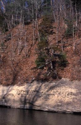 Juniperus virginiana (eastern red-cedar), creek side