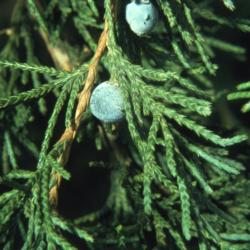 Juniperus virginiana var. crebra (eastern red-cedar), female cones and leaves