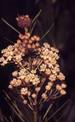Asclepias verticillata L. (whorled milkweed), close-up of flower umbel
