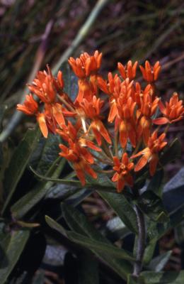 Asclepias tuberosa L. (butterfly weed), close-up of flowers on stem with leaves