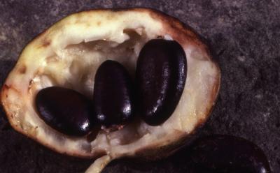 Asimina triloba (L.) Dunal (pawpaw), close-up of interior of mature fruit with seeds