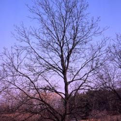 Juglans nigra (black walnut), winter
