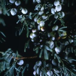 Juniperus virginiana ‘Glauca’ (Blue eastern red-cedar), berry-like seed cones