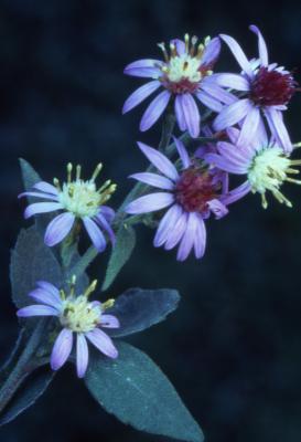 Symphyotrichum lateriflorum (L.) A. Löve & D. Löve (branching aster), close-up of flowers
