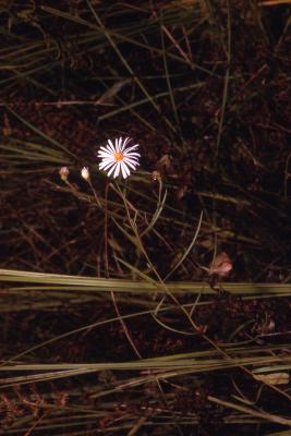 Symphyotrichum boreale (Torr. & A. Gray) A. Löve & D. Löve (Northern bog aster), flower on stem