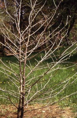 Asimina triloba (L.) Dunal (pawpaw), spring form