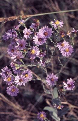 Symphyotrichum novae-angliae (L.) G.L. Neson (New England aster), flowers