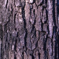 Juglans nigra (black walnut), bark in winter