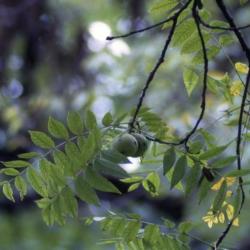 Juglans nigra (black walnut), fruit and leaves