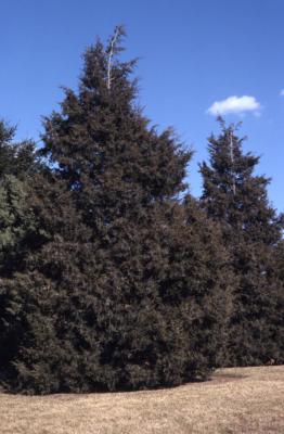 Juniperus virginiana var. crebra (eastern red-cedar)