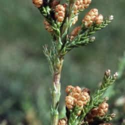 Juniperus virginiana 'Pendula' (Weeping eastern red-cedar), cones and leaves
