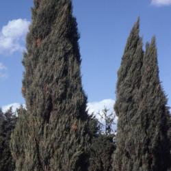 Juniperus scopulorum ‘Skyrocket’ (Skyrocket Rocky Mountain juniper)